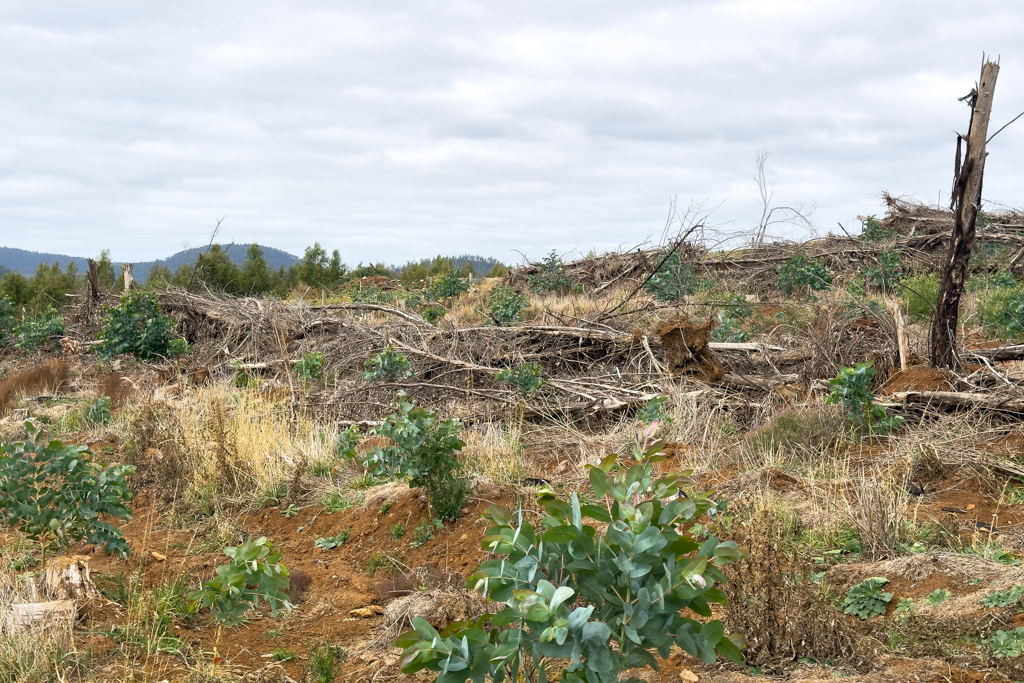 "Eukalyptusbaum-Plantage"