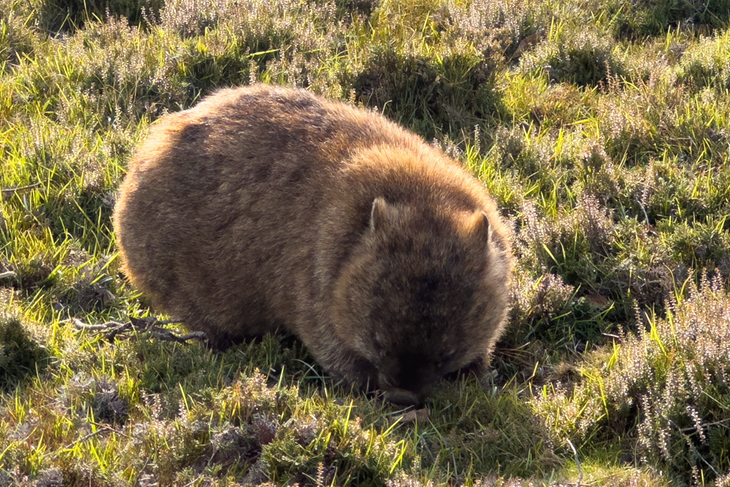 Ein kleinerer Wombat tut sich am frischen Gras gütlich und lässt sich nicht stören...