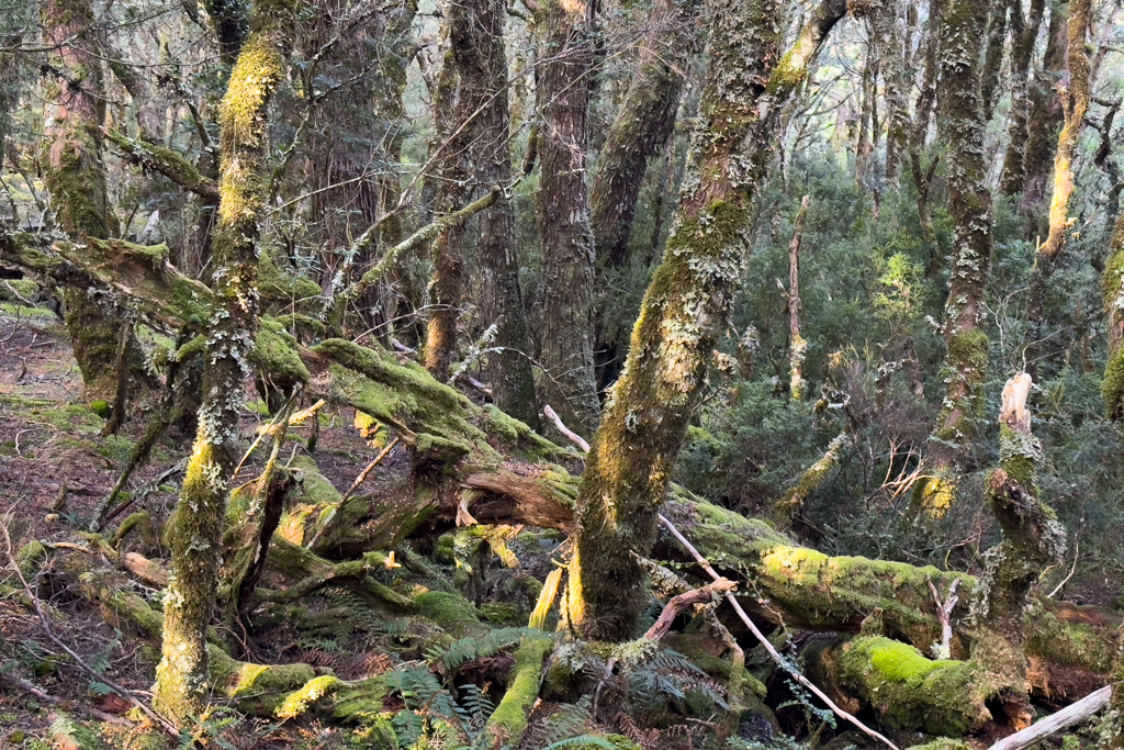 Willkommen im Zauberwald der Cradle Mountains :-)