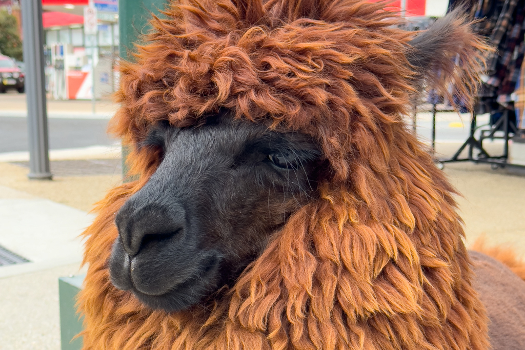 In Sheffield sehen wir ein Lama, das wie ein Pudel geschoren ist