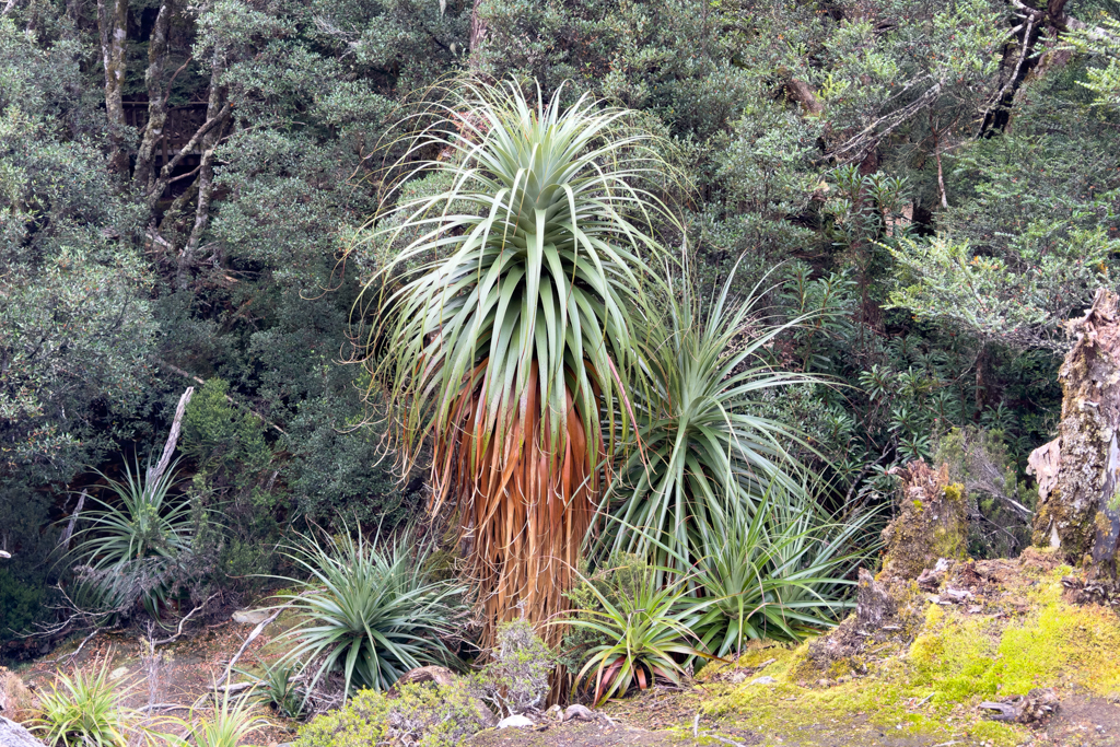 Richea pandanifolia - Pandani oder Riesengrasbaum ist endemisch in Tasmanien