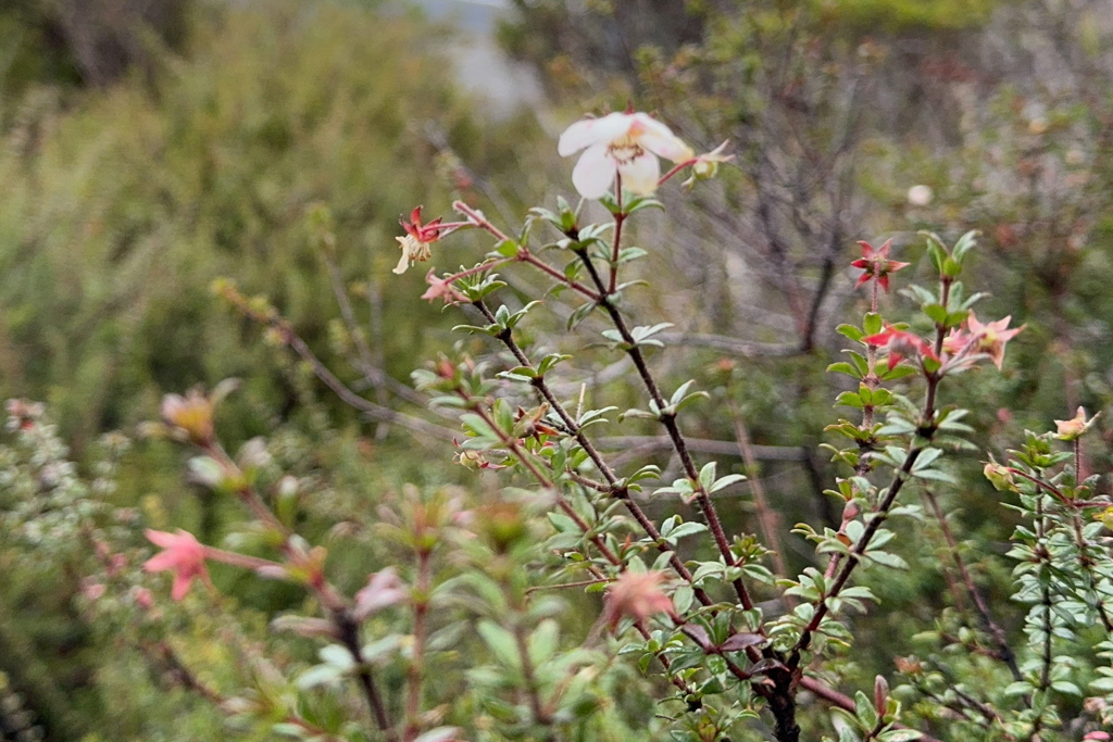 Bauera rubioides