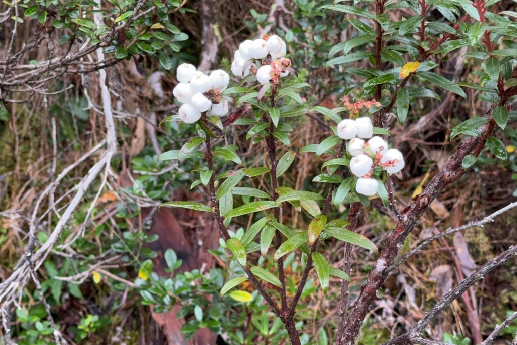 Gaultheria hispida - eine in Tasmanien endemische Scheinbeerenart