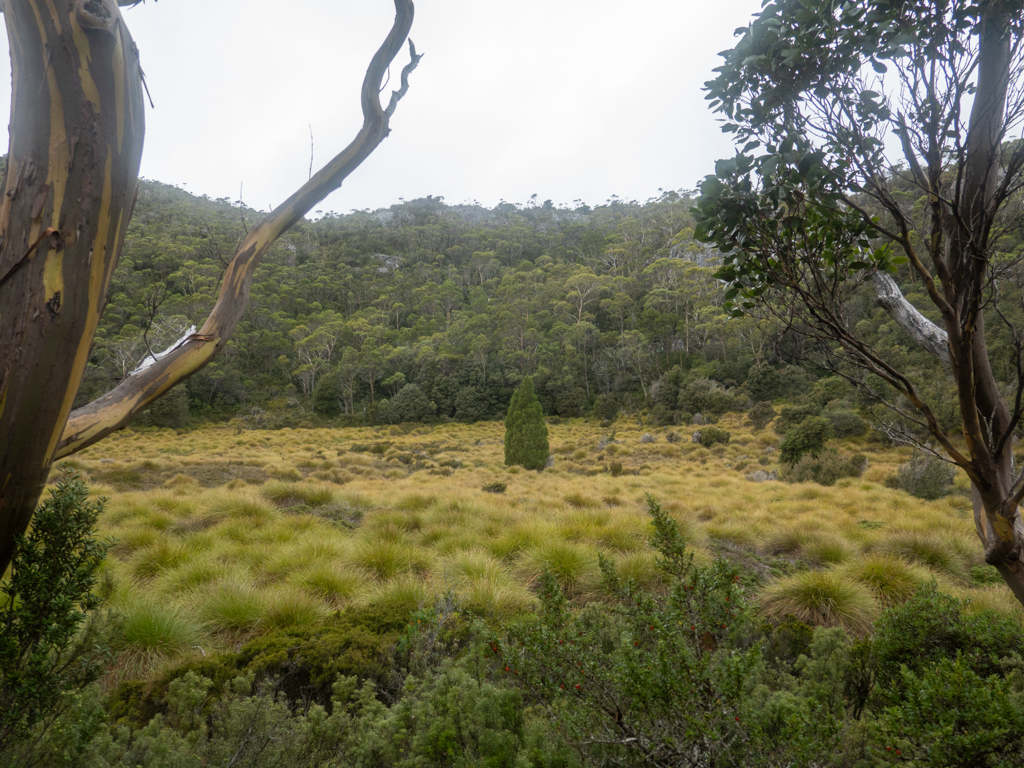 Dichtes Buttongras - Gymnoschoenus sphaerocephalus - inmitten der bewaldeten Landschaft in den Cradle Mountains