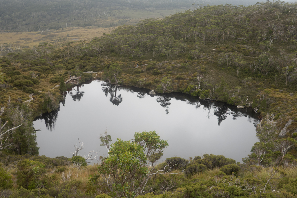 Spiegelnder Wombat Pool
