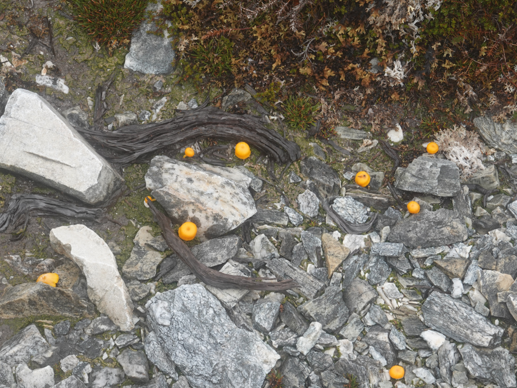 Viele kleine gelbe Pilze säumen unseren Weg...