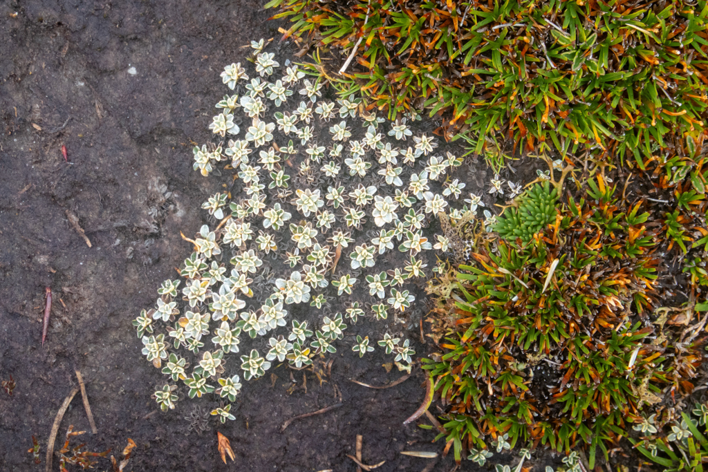 Wunderschöne, kleine Pflanzen bedecken das hochgelegene Moorgebiet