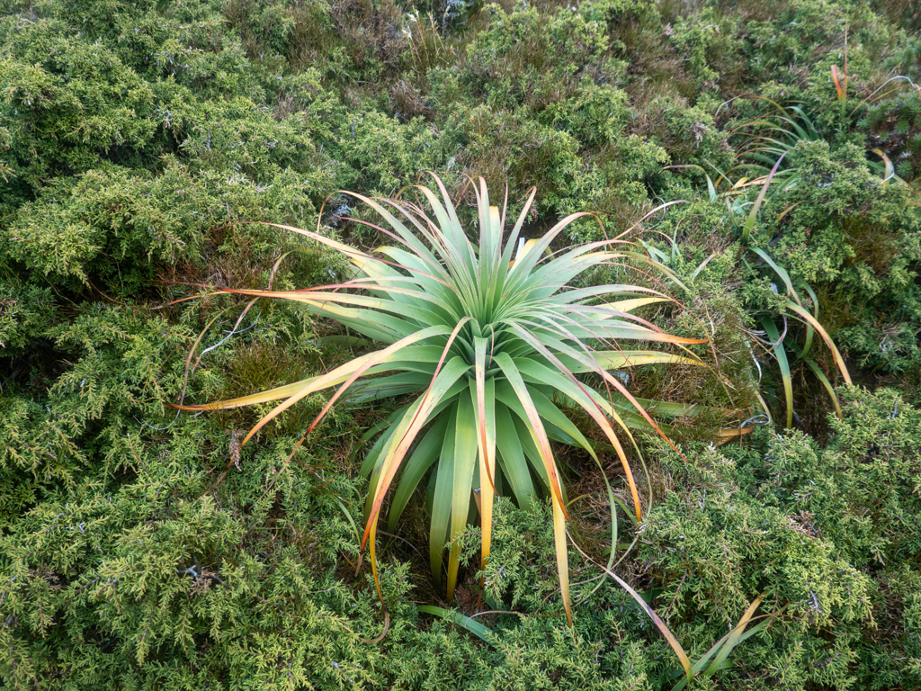 Ein gross- und vielblättriger Riesengrasbaum oder Pandani - Richea pandanifolia