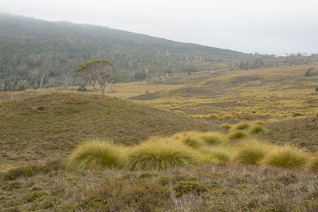 Vorne etwas Buttongras, dahinter eine typische Landschaft im Cradle Mountains Nationalpark