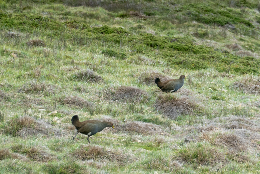 Zwei tasmanische Pfuhlhüner - Tribonyx mortierii - eine von 12 endemischen Vogelarten in Tasmanien