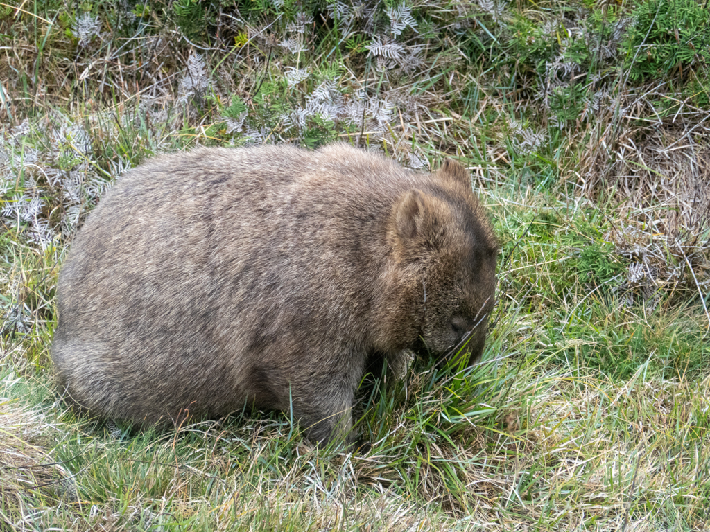 Ein Wombat beim Fressen von Gras
