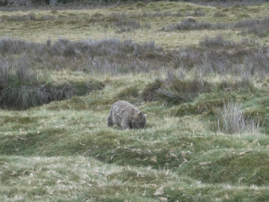Ein kleiner Wombat auf Futtersuche...