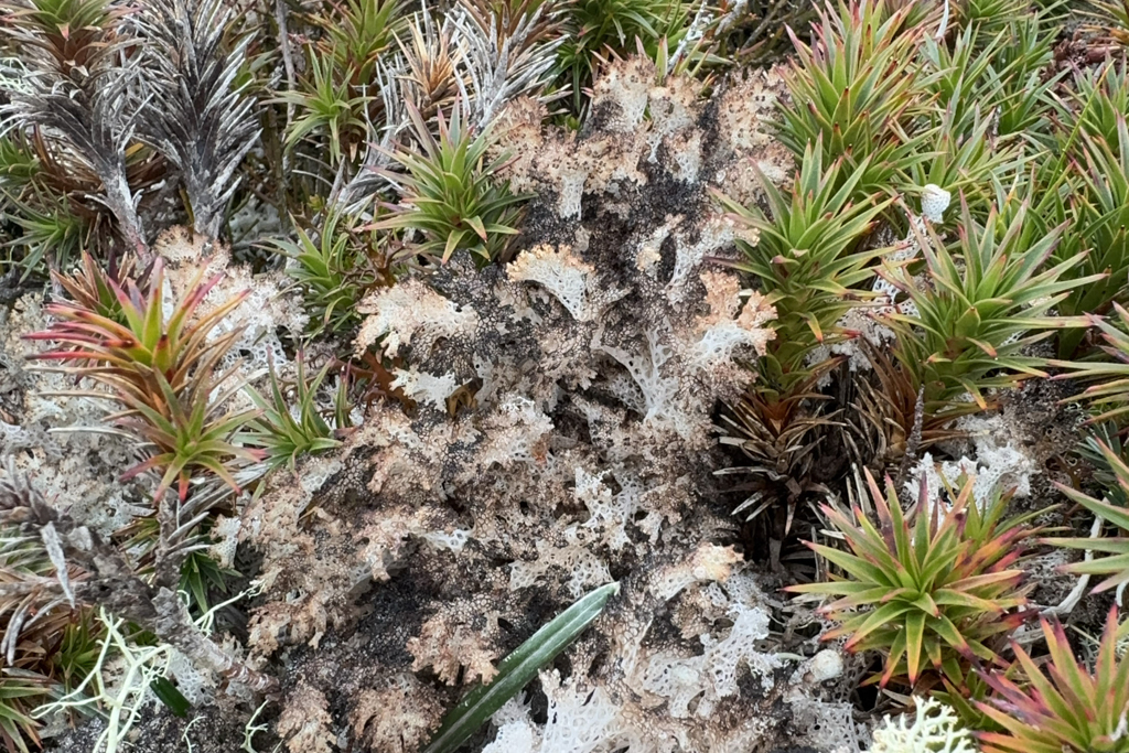 Pulchrocladia retipora, eine Korallenflechte mit wunderschöner Struktur - erinnert etwas an die Säulen in der Sagrada Familia