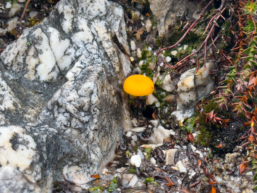 Ein kleiner gelber Pilz am Wegesrand...