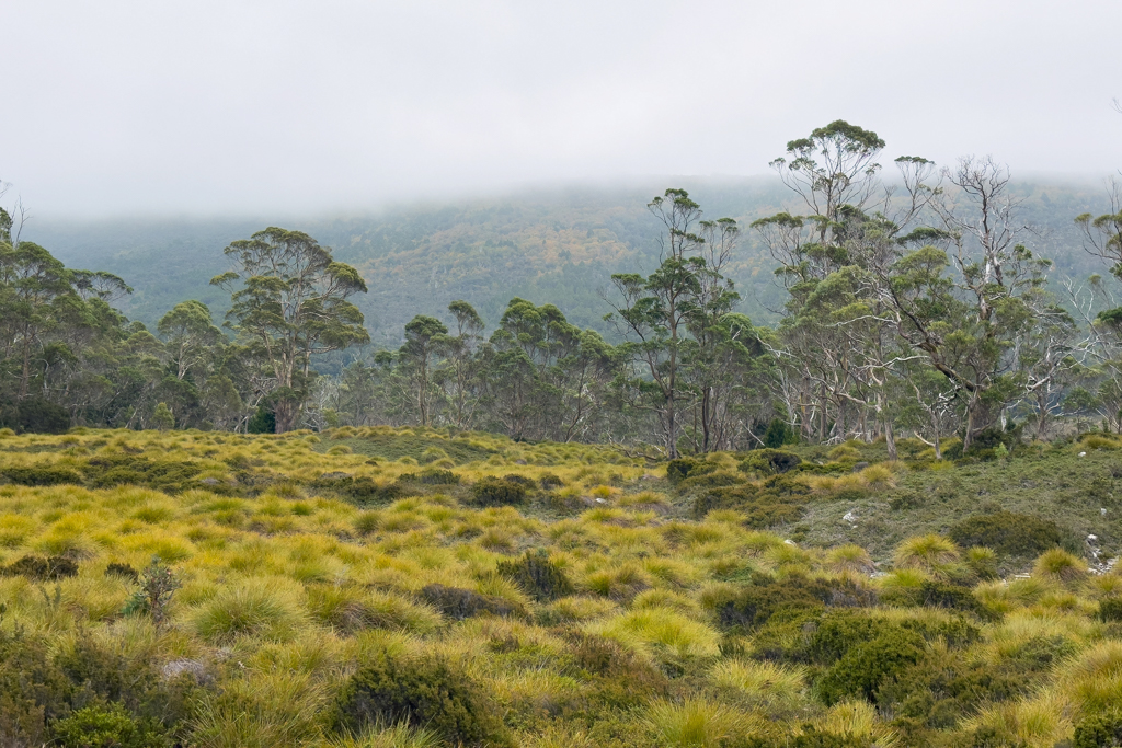 Dichtes Buttongras - Gymnoschoenus sphaerocephalus - inmitten der bewaldeten Landschaft in den Cradle Mountains