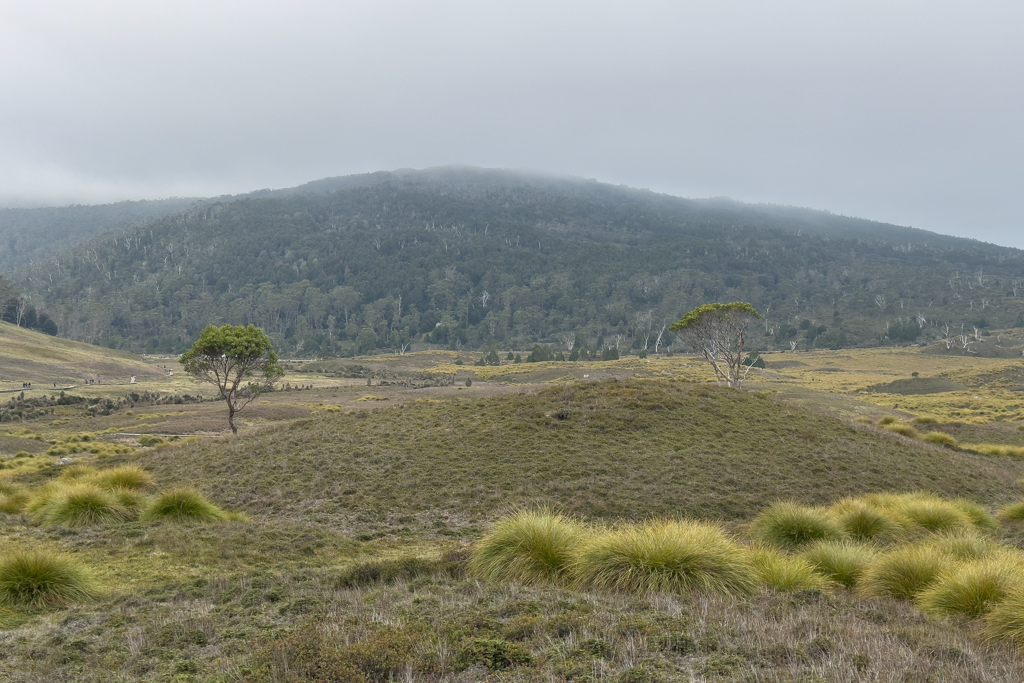 Vorne etwas Buttongras, dahinter eine typische Landschaft im Cradle Mountains Nationalpark
