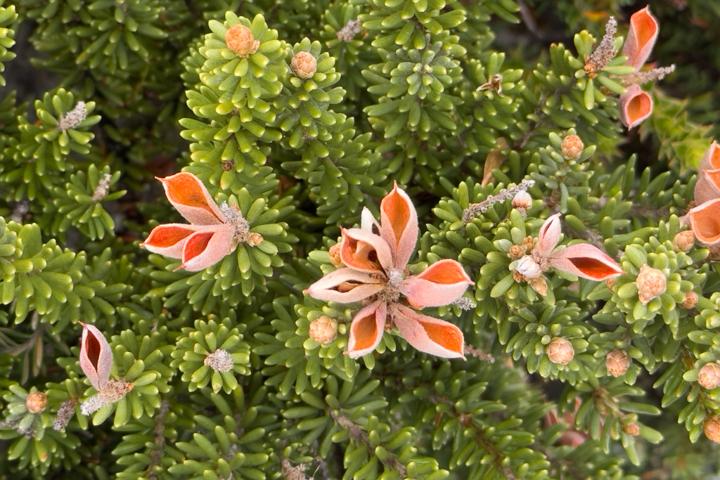 Orites revolutus, endemisch in Tasmanien