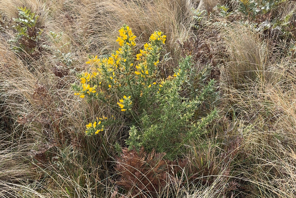 Stechginster - Ulex europaeus - ursprünglich als Heckenpflanze eingeführt, jetzt ein invasives Unkraut