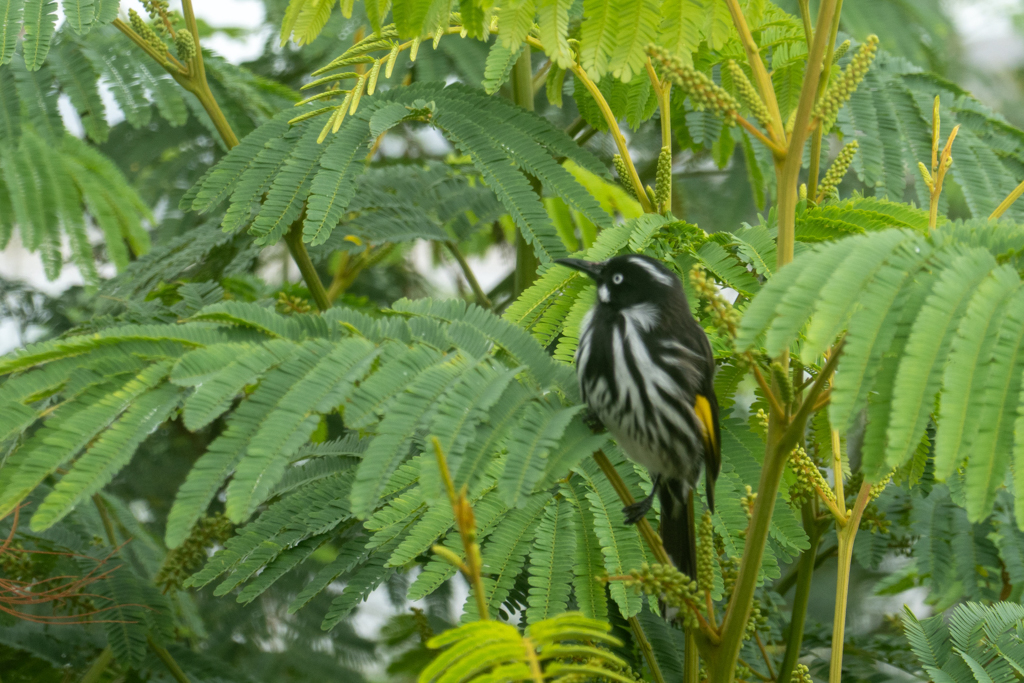 Weissaugenhonigfresser - Phylidonyris novaehollandiae