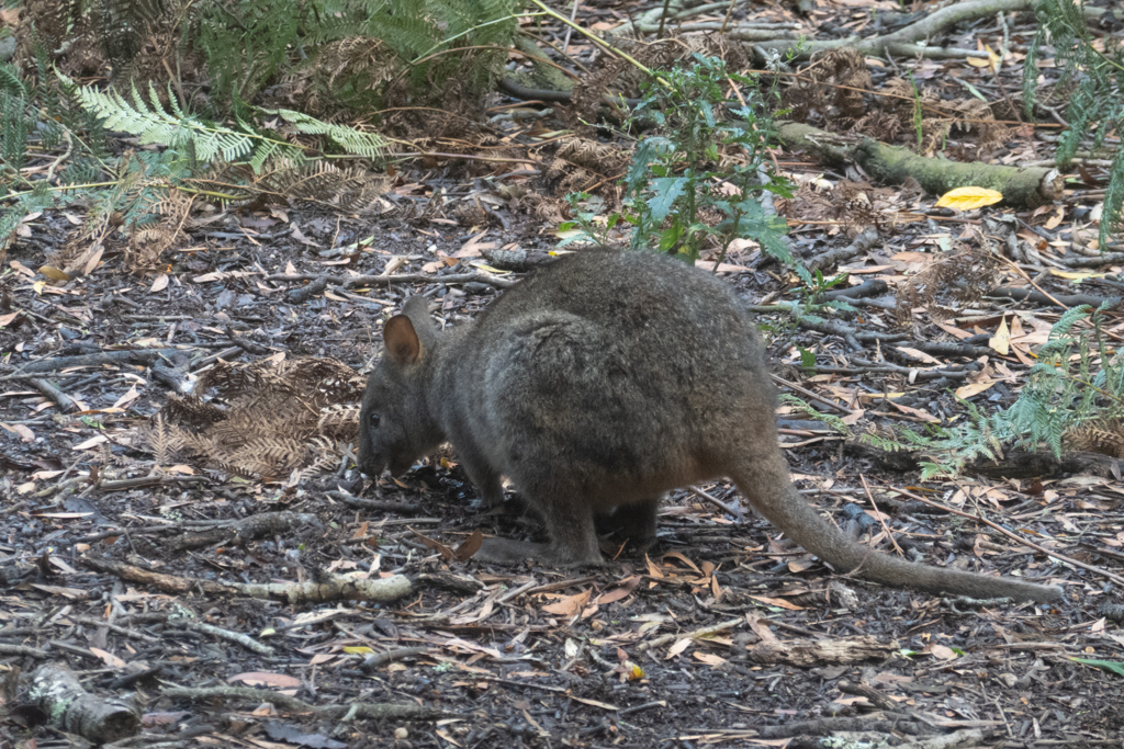 Ein kleines Macropod frisst genüsslich am Wegesrand..