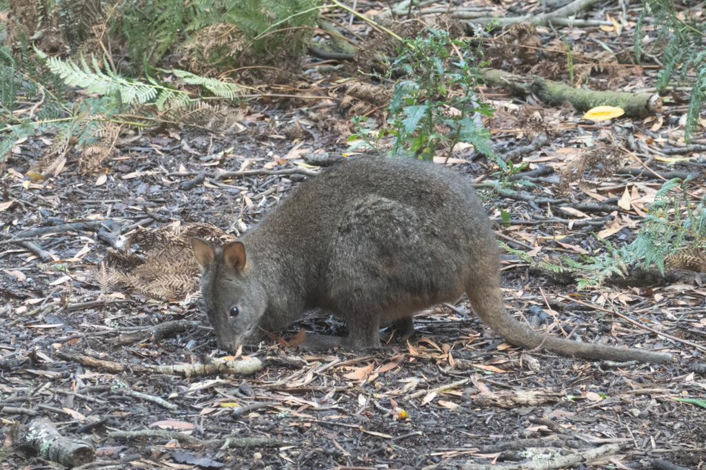 Ein kleines Macropod frisst genüsslich am Wegesrand..