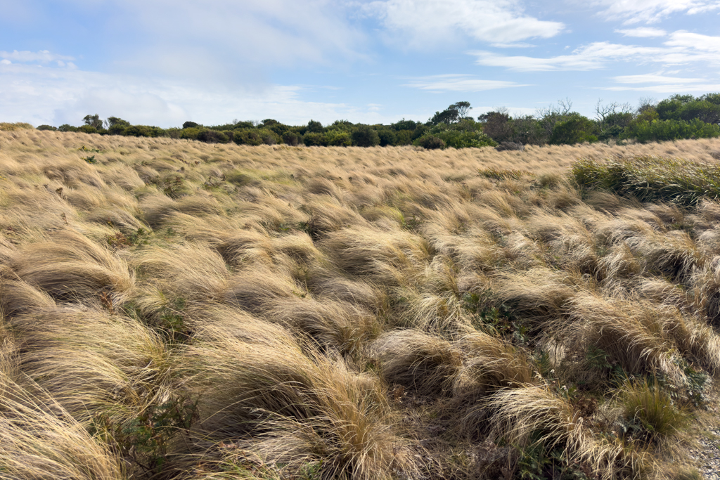 Wehendes Buffongras wiegt sich im Wind...
