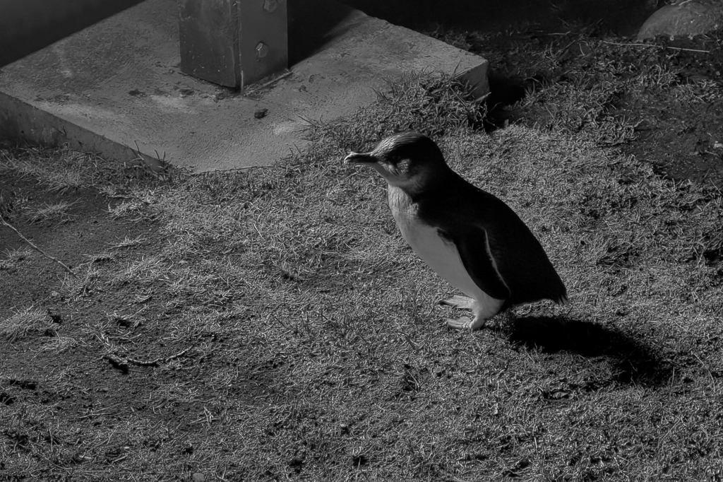 Fast, als würde er extra für uns posieren, steht dieser kleine Pinguin wartend vor uns...