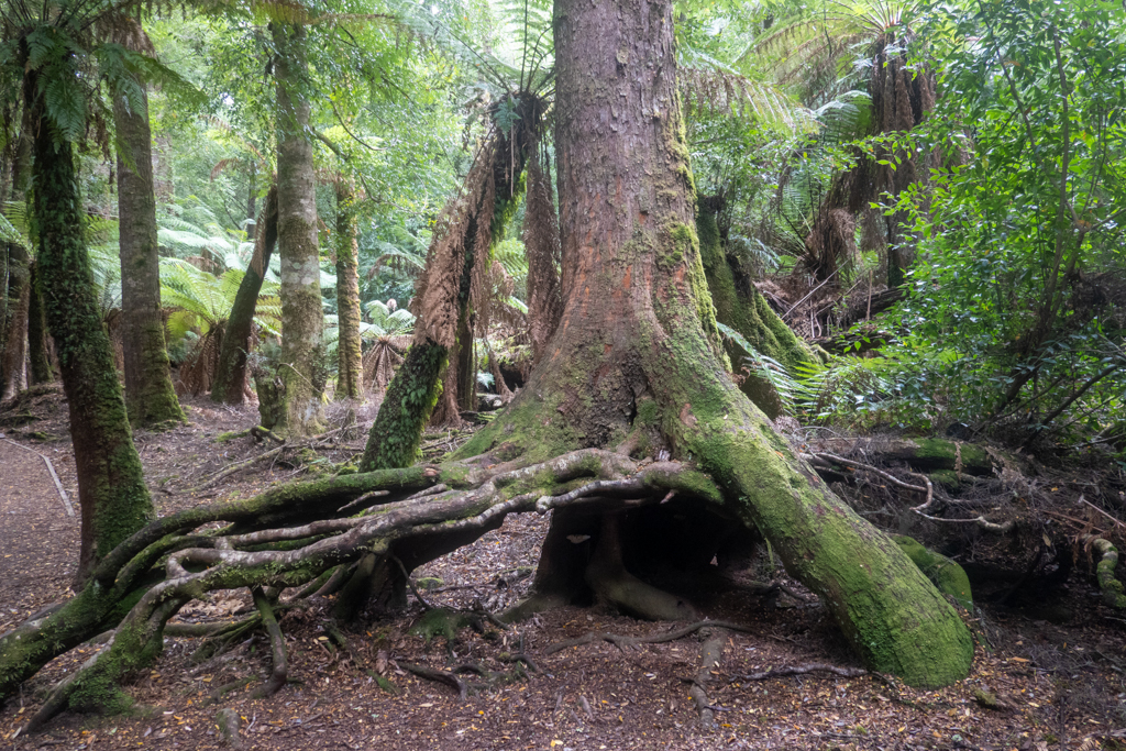 Unter den Wurzeln dieses Baumes ist eine richtige Höhle entstanden