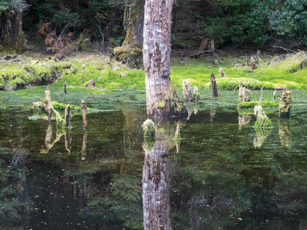 Das Sinkhole: Ein weiterer Lookout auf dem Tarkine Drive - im schwarzen Wasser spiegelt sich alles