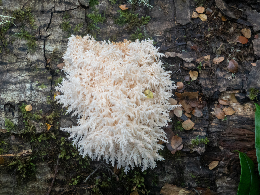 Ästiger Stachelbart, Coral tooth fungus - Hericium coralloides