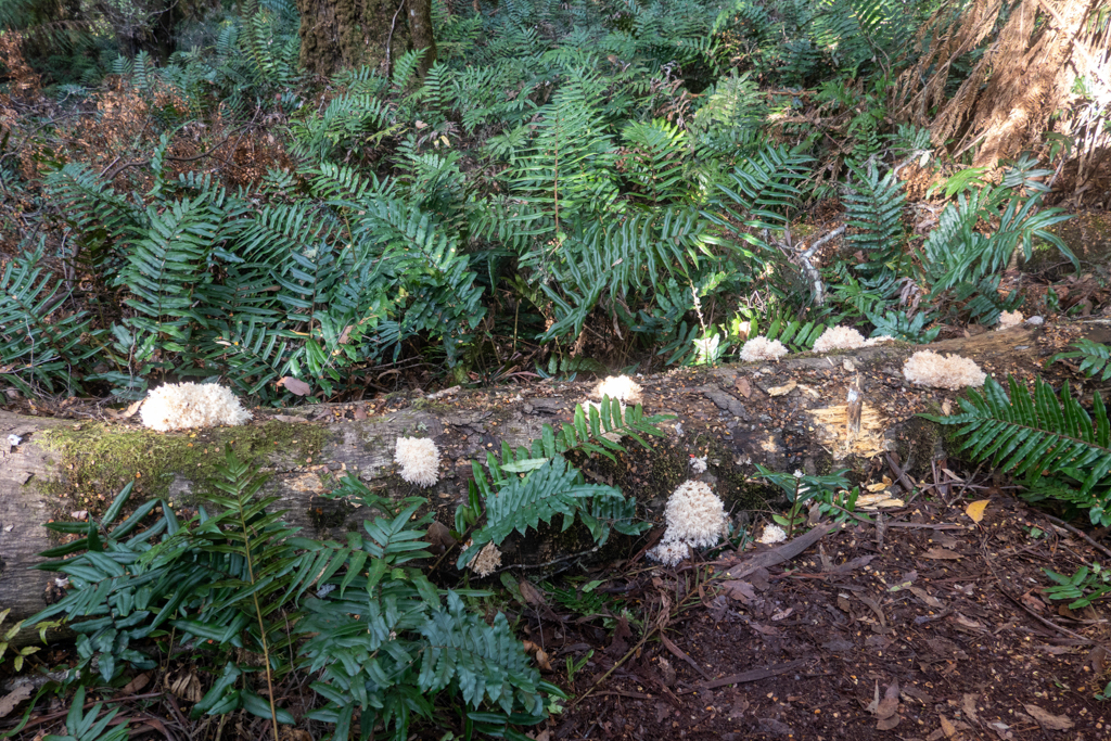 Ästiger Stachelbart, Coral tooth fungus - Hericium coralloides