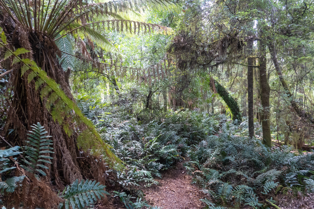 Ein wahrer Urwald am St. Patricks River der bei uns am Campground vorbeifliesst..