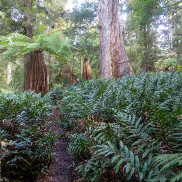 Tarkine Drive