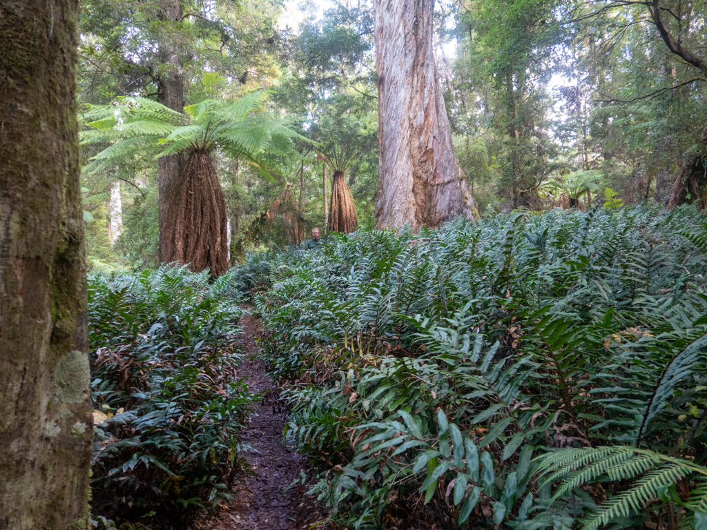 Ein wunderschöner Urwald auf dem Rundweg um Lake Chisholm...