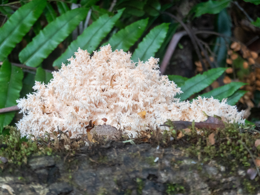 Ästiger Stachelbart, Coral tooth fungus - Hericium coralloides