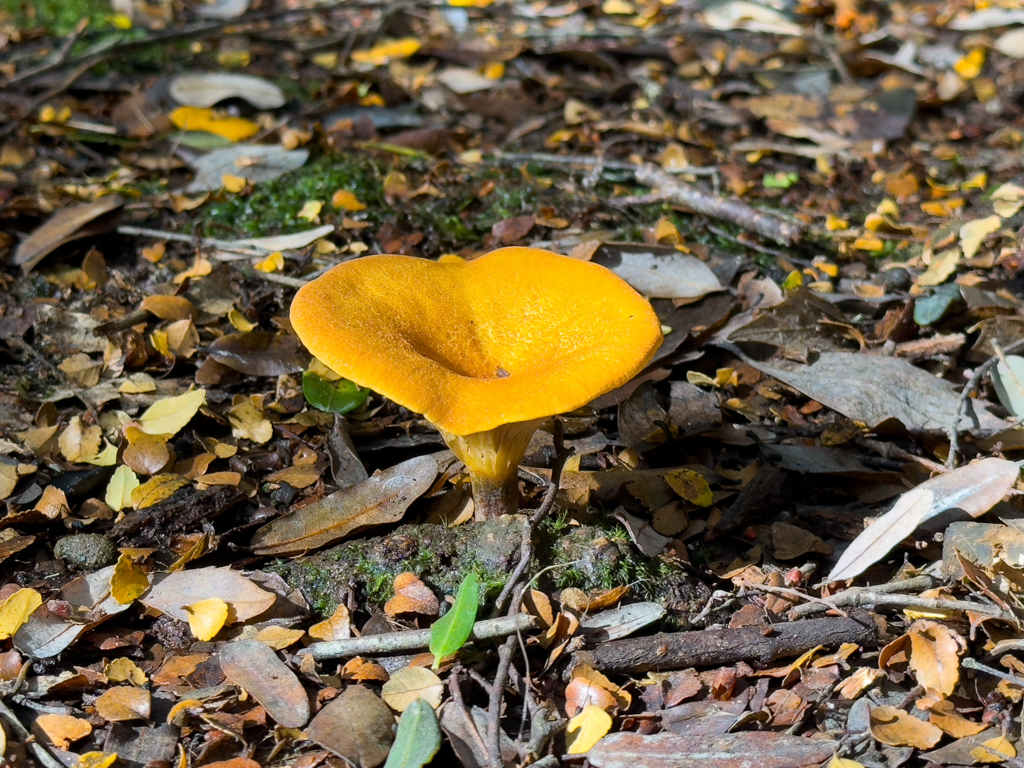 Ein leuchtend gelber Pilz wächst aus dem lockeren Waldboden...