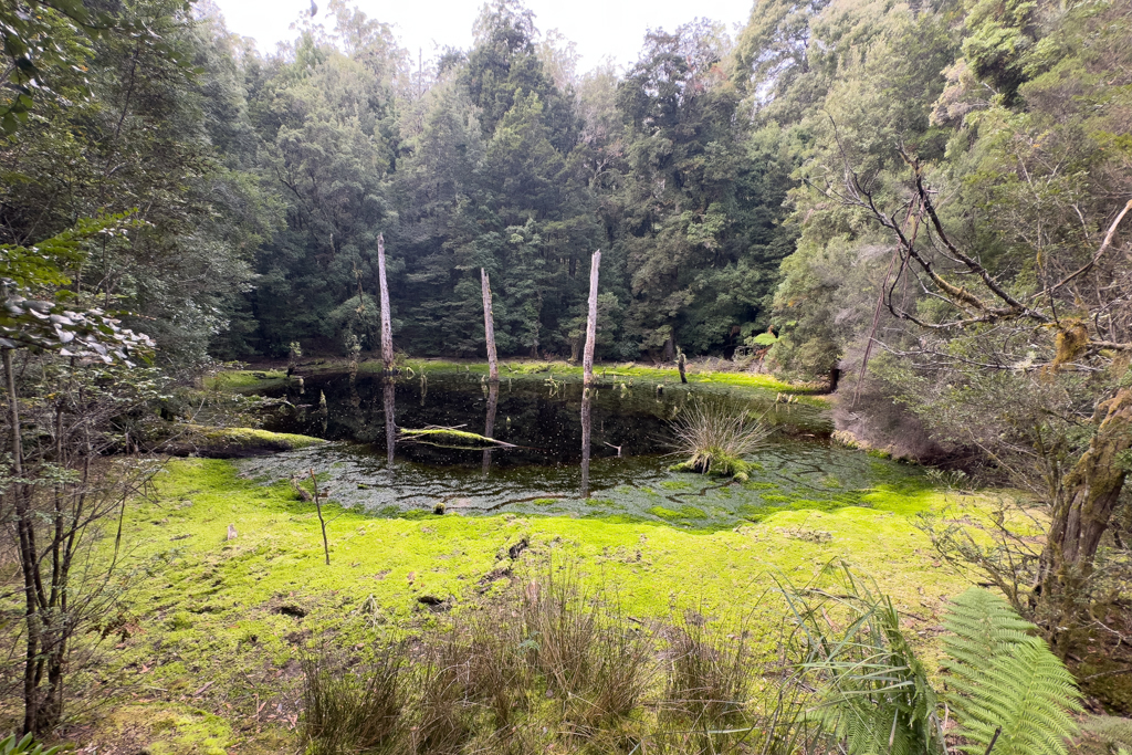 Das Sinkhole: Ein weiterer Lookout auf dem Tarkine Drive - im schwarzen Wasser spiegelt sich das Ufer wieder...