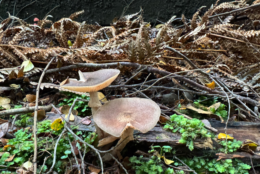 Ein Winterporling - Polyporus brumalis - bricht aus dem Boden hervor...