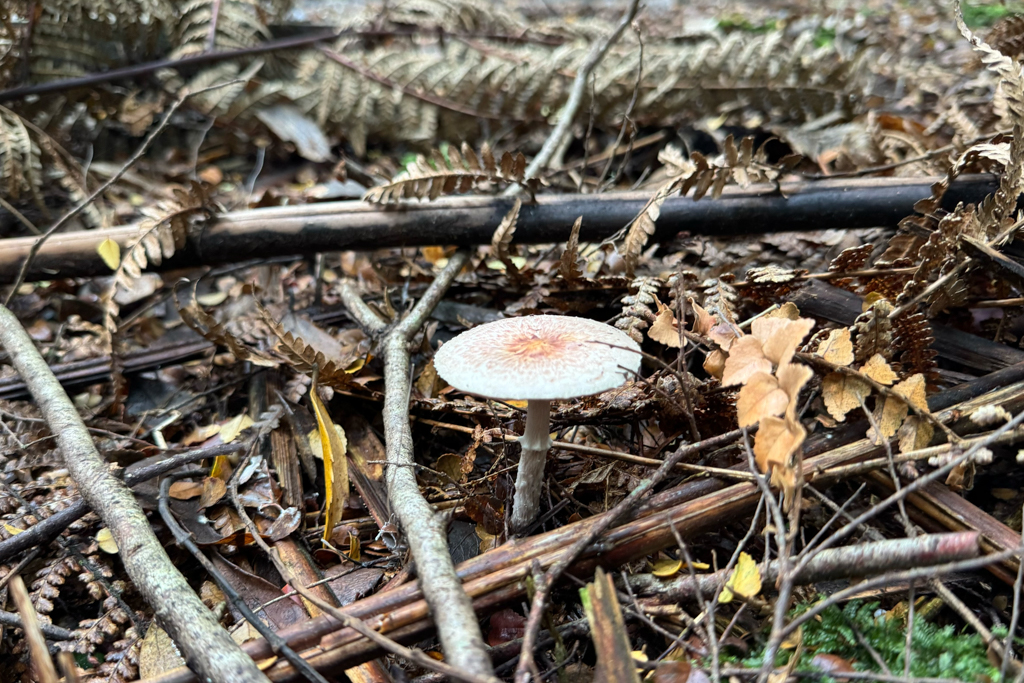 Ein weiterer Pilz kommt aus dem Boden hervor...