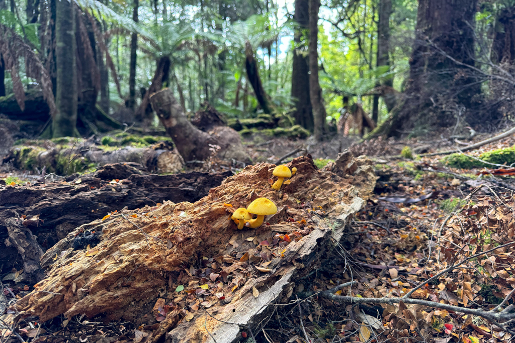 Die gelben gemeinen Samtfussrüblinge wachsen auf dem alten Holz...