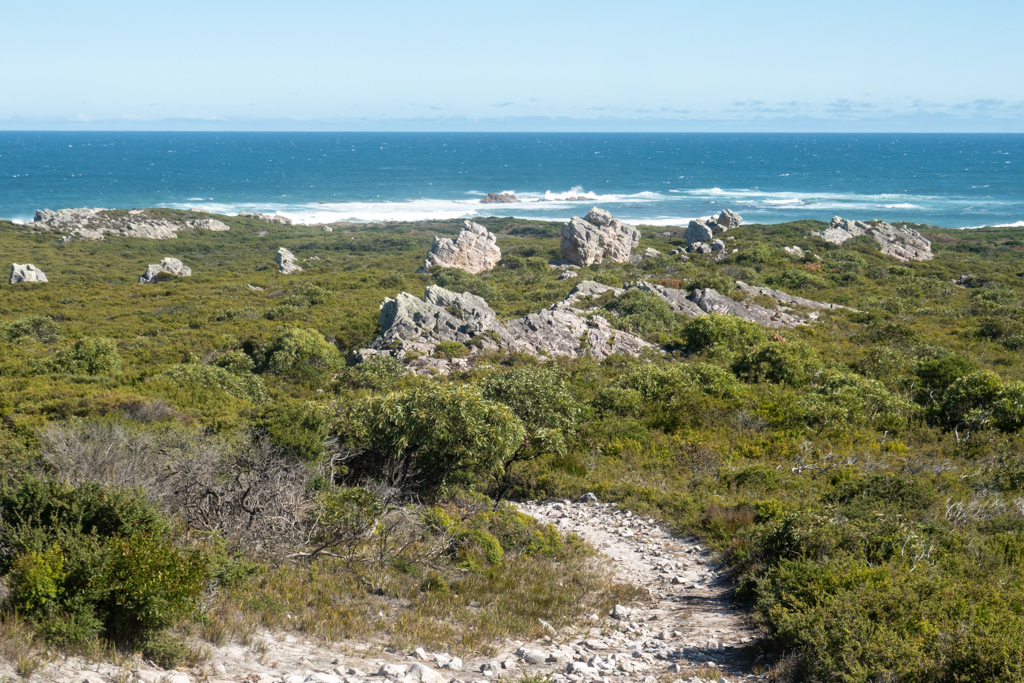 Inmitten des Gestrüpps am Bluff Hill Point ragen schroffe Felsen hervor