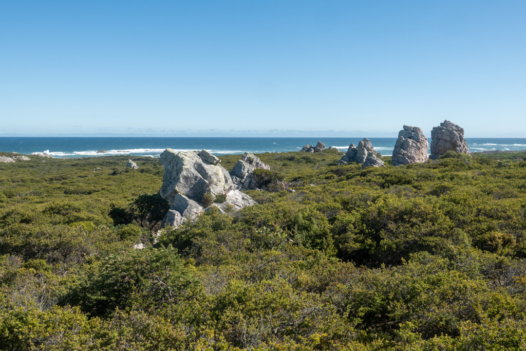 Inmitten des Gestrüpps am Bluff Hill Point ragen schroffe Felsen hervor