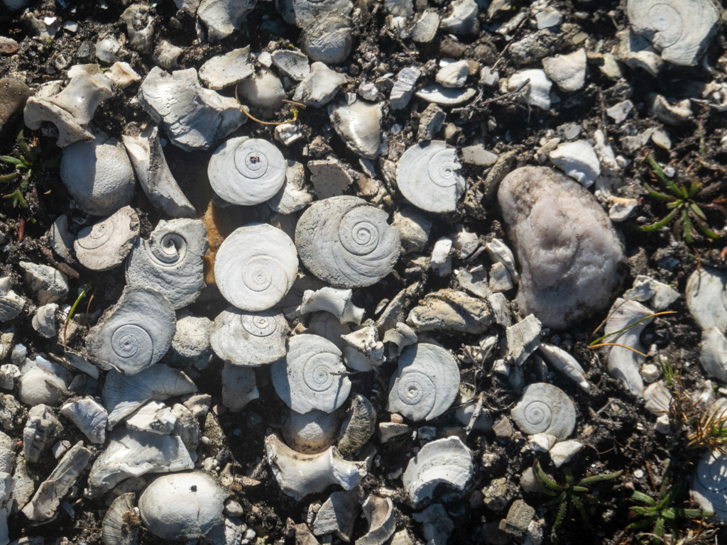 Muschelkalk - viele abgeschliffene Schneckenhäuschen