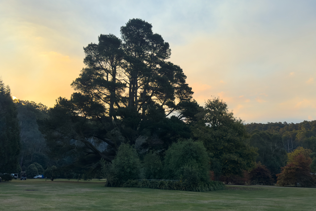 Morgenstimmung im Campground, mit mächtiger Monterey Pine - Pinus radiata