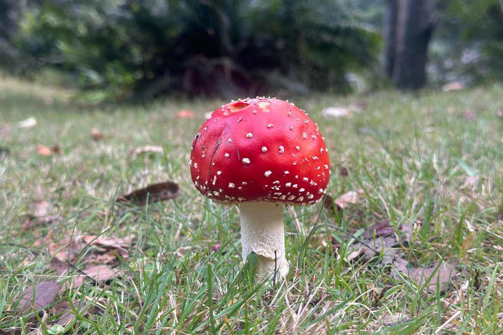 Ein hübscher Fliegenpilz im Campground