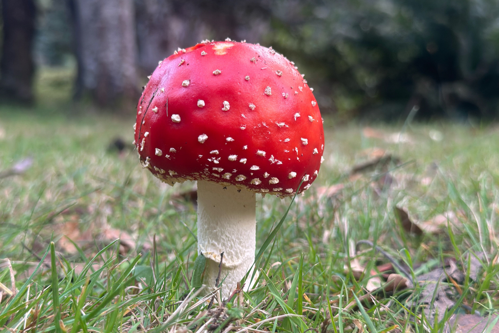 Ein hübscher Fliegenpilz im Campground