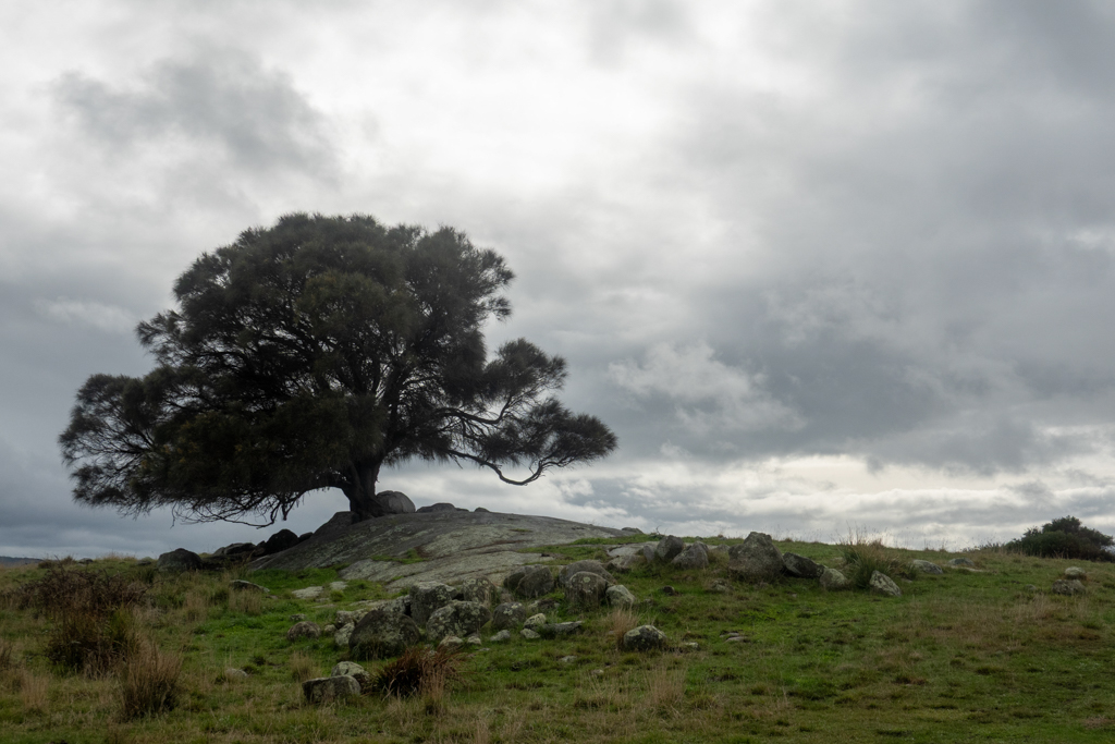 Ein einsamer Baum strotzt den Winden des Meeres..