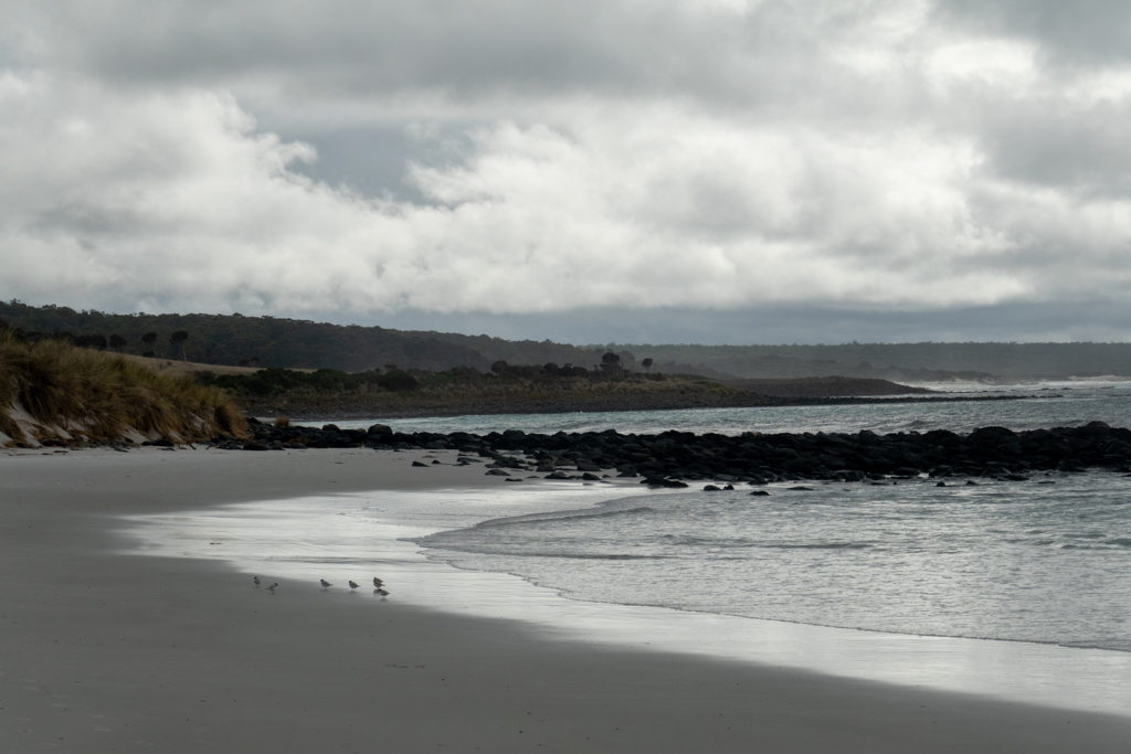Es ist fast Abend über der Bay of Fire. Ein paar Terns suchen bei Ebbe den Strand nach Nahrung ab