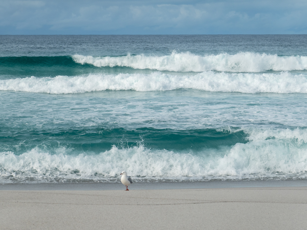 Von der kommenden Flut völlig unbeeindruckt steht diese einsame Möwe am Strand