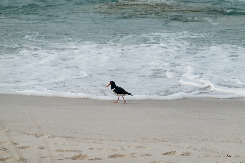 Ein Oystercatcher läuft auf der Suche nach Nahrung am Strand entlang